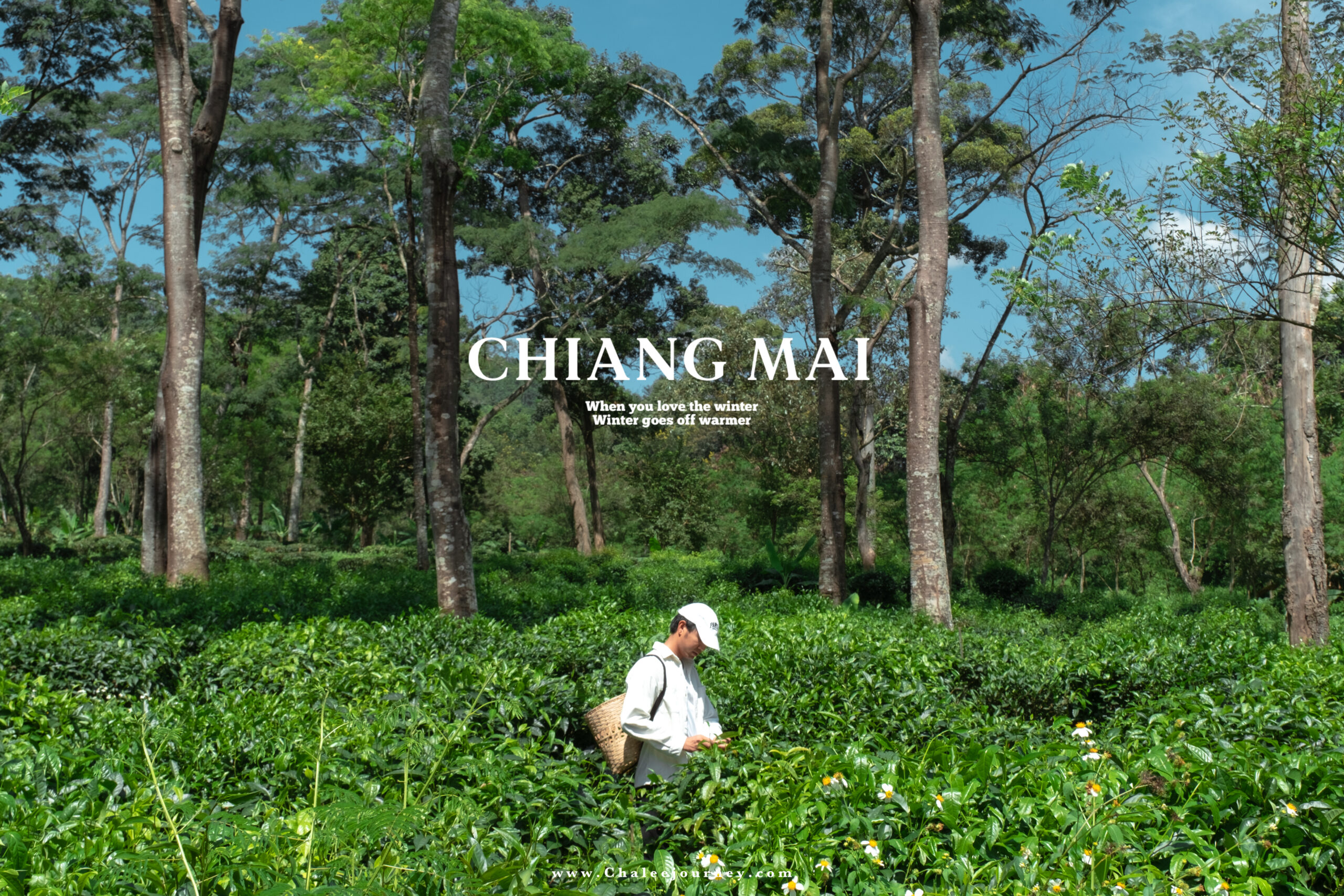 When you love winter : 5 Locations Chiang Mai