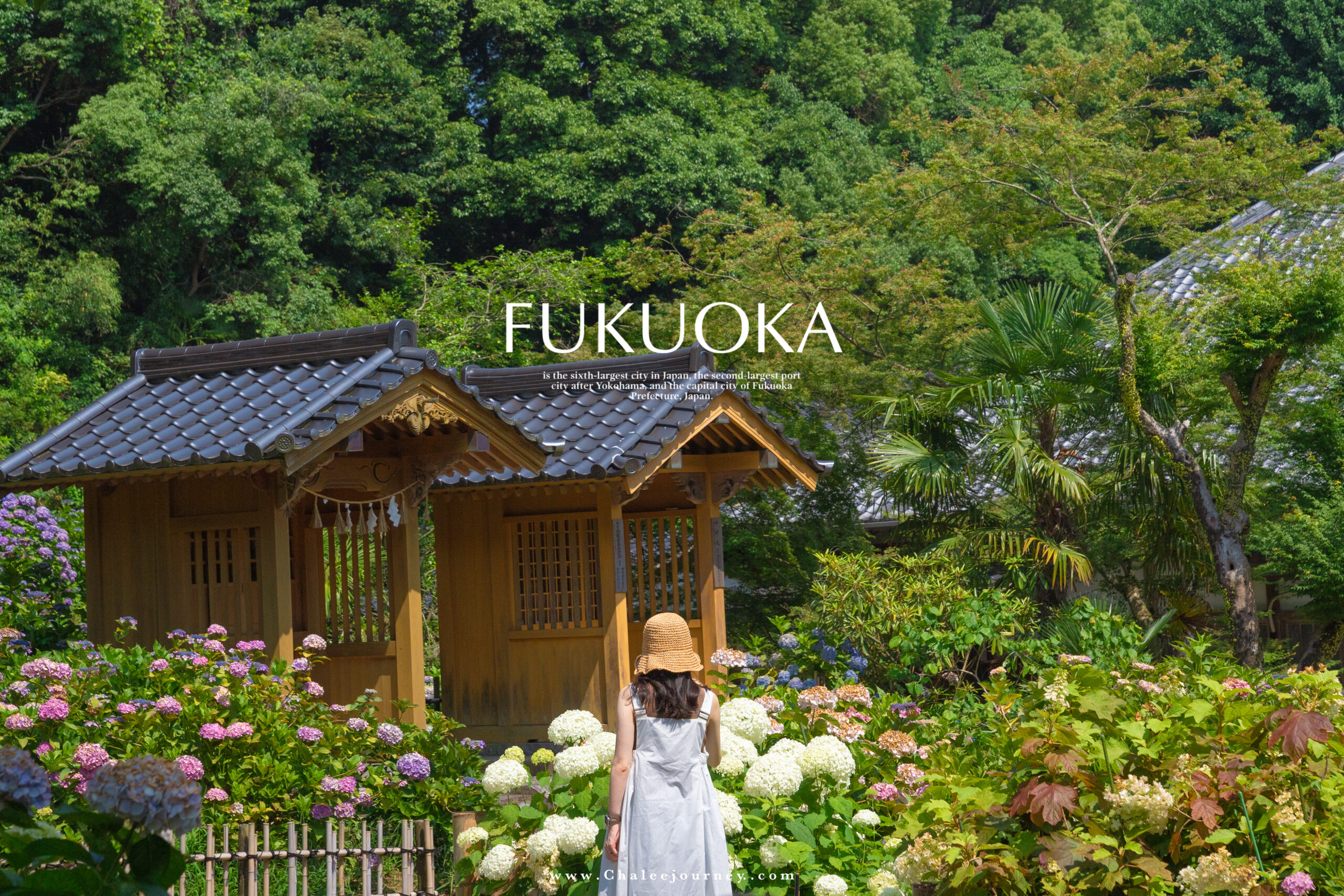 Hydrangea in Senkoji Fukuoka